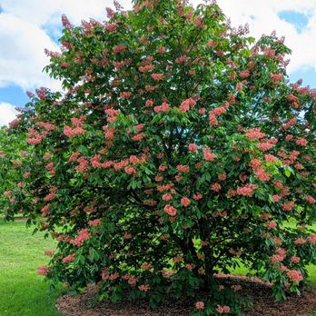 Bernheim Forest and Arboretum - Parks Near Me - Clermont, Kentucky