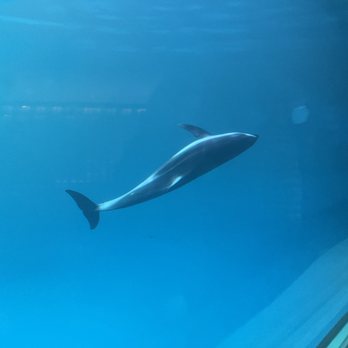 Shedd Aquarium - Aquariums Near Me - Chicago, Illinois Shedd Aquarium - Aquariums Near Me - Chicago, Illinois