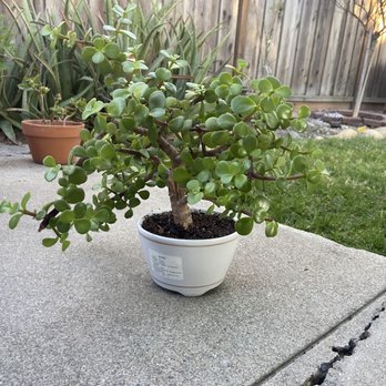 The Home Depot - Bonsai Succulent bought last year at the Indoor Garden of THD. - Hardware Stores Near Me - San Jose, California The Home Depot - Bonsai Succulent bought last year at the Indoor Garden of THD. - Hardware Stores Near Me - San Jose, California