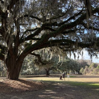 Johns Island County Park - Imagine playing disc golf under the grand oaks! - Parks Near Me - Johns Island, South Carolina