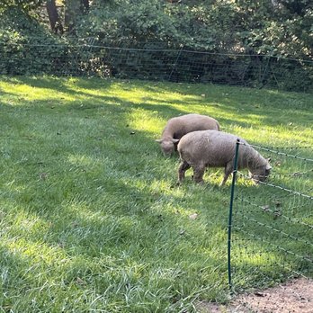 Lamb Mowers - Munching on our grass - Landscaping Near Me Lamb Mowers - Munching on our grass - Landscaping Near Me