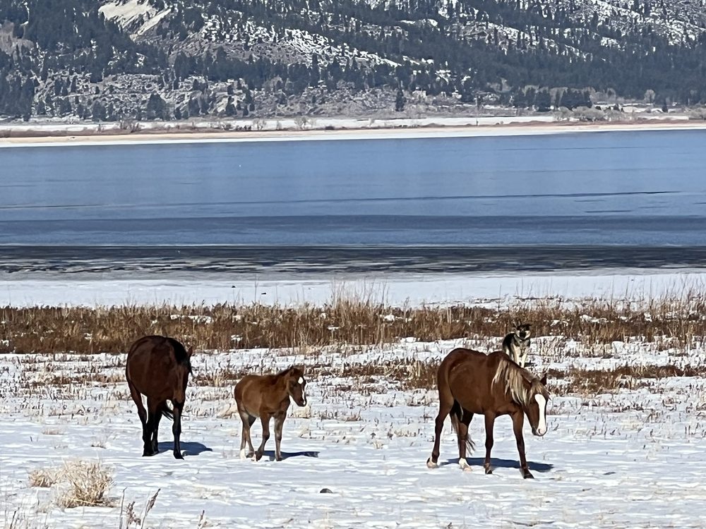 Washoe Lake State Park Logo