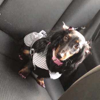 Stylish Petz - Pet Groomers Near Me - Columbia, South Carolina