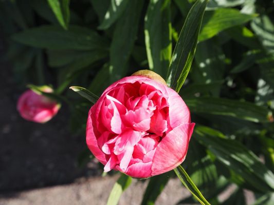 Tropical Greenhouse by null