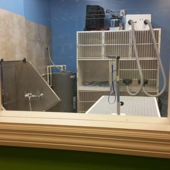 All 4 Pets - Pet Groomers Near Me - Orlando, Florida