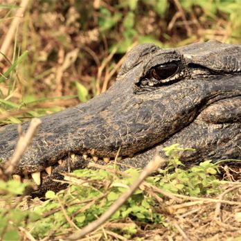 Everglades National Park - Parks Near Me - Homestead, Florida Everglades National Park - Parks Near Me - Homestead, Florida