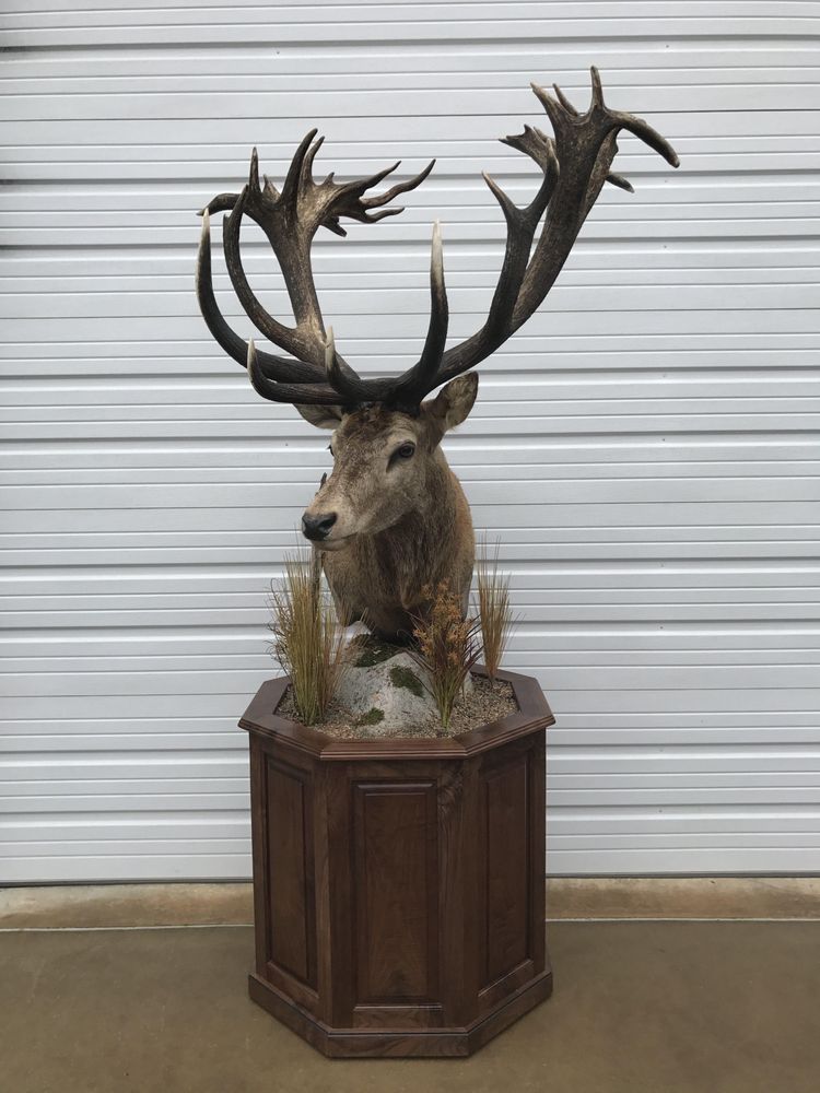 Totally Awesome Taxidermy - taxidermy in Billings, MO