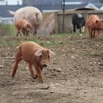 Gunthorp Farms - a dog chasing a pig - Butcher Near Me - Lagrange, Indiana Gunthorp Farms - a dog chasing a pig - Butcher Near Me - Lagrange, Indiana