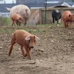 Gunthorp Farms