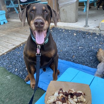 Hops & Hounds - Good boy waiting for his chicken and bacon (dog menu) - Dog Parks Near Me - San Antonio, Texas Hops & Hounds - Good boy waiting for his chicken and bacon (dog menu) - Dog Parks Near Me - San Antonio, Texas