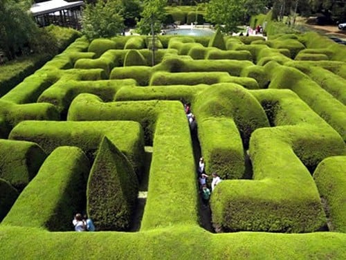 Ashcombe Maze & Lavender Gardens by null