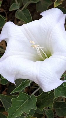 Ascot Hills Park by null