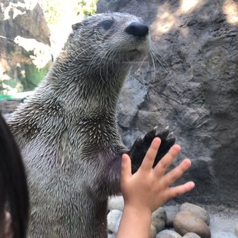 CuriOdyssey - Zoos Near Me - San Mateo, California