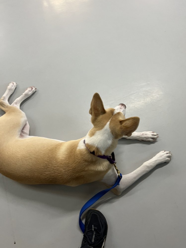 PAWPRINTS OF VERO BEACH Updated July 2024 30 Photos & 34 Reviews