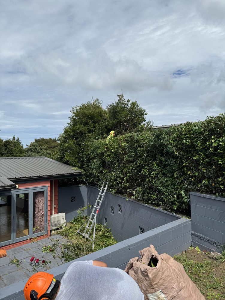 City Green Care - tree service in Ewa Beach, HI