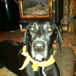 Kenney's Kennel - ZIVA 
Beautiful black Great Dane