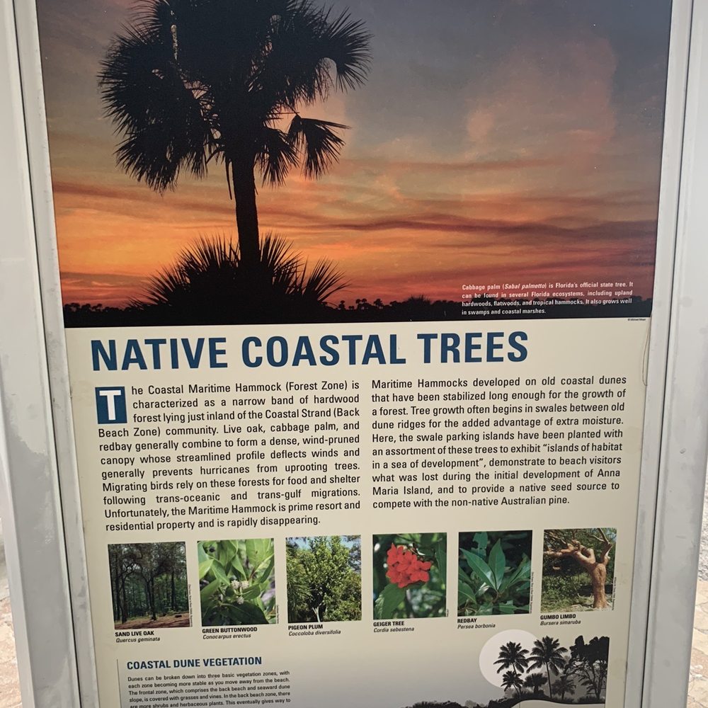 Coquina Beach - Native coastal trees, Coquina Beach, South of Bradenton Beach, North of Longboat Key Beach - Beaches Near Me - Bradenton Beach, Florida Coquina Beach - Native coastal trees, Coquina Beach, South of Bradenton Beach, North of Longboat Key Beach - Beaches Near Me - Bradenton Beach, Florida