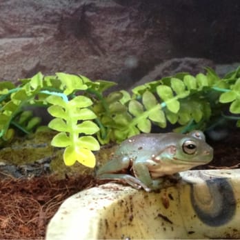 Petco - Little frog... Awww. :0) - Pet Stores Near Me - Ventura, California