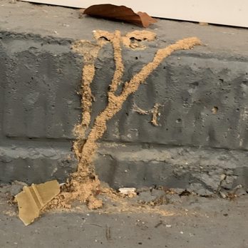 Precision Pest Control - Termite mud tubes coming from underneath concrete slab floor in garage - Pest Control Near Me Precision Pest Control - Termite mud tubes coming from underneath concrete slab floor in garage - Pest Control Near Me