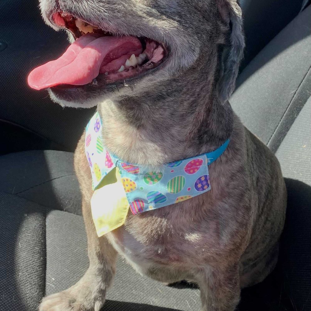 Handsome boy ready for Easter Handsome boy ready for Easter