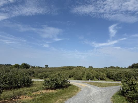 Marker-Miller Orchards by null