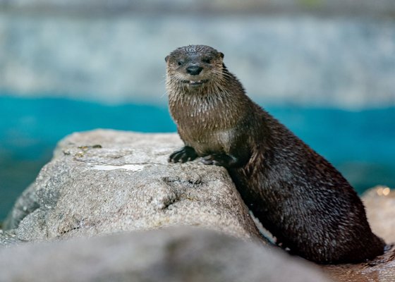 St. Louis Aquarium at Union Station by null