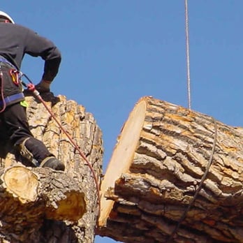 Evergreen Tree Services - Tree Services Near Me - Atlanta, Georgia