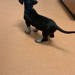 My dog completely ignoring my existence waiting on the vet to come back! My dog completely ignoring my existence waiting on the vet to come back!