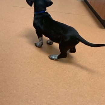 Wea Animal Hospital - My dog completely ignoring my existence waiting on the vet to come back! - Veterinarians Near Me - Lafayette, Indiana Wea Animal Hospital - My dog completely ignoring my existence waiting on the vet to come back! - Veterinarians Near Me - Lafayette, Indiana