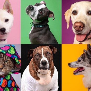 Dopepawtraits - Dopepawtraits clients 2020-2022 - Pet Photography Near Me - Brooklyn, New York
