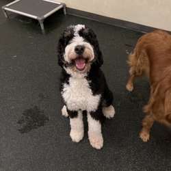 Lucky Lady Gift Greeting Cards Email, Text or Print 975