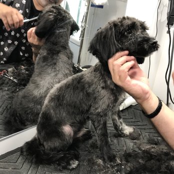 Paws And Suds Mobile Pet Grooming Service 22 Photos 22 Reviews Pet Groomers Union Nj Phone Number