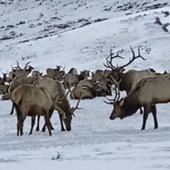 National Elk Refuge Sleigh Rides - Parks Near Me - Jackson, Wyoming National Elk Refuge Sleigh Rides - Parks Near Me - Jackson, Wyoming