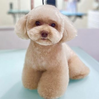 Mimo - University Heights - Pierre! - Pet Groomers Near Me - San Diego, California Mimo - University Heights - Pierre! - Pet Groomers Near Me - San Diego, California