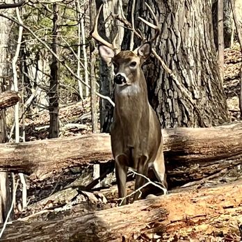 Panther Creek State Park - Hiking Near Me - Morristown, Tennessee