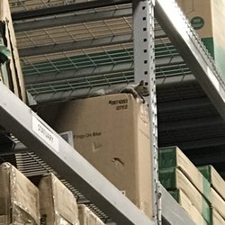 Some store squirrels hanging out