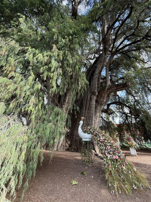 Tree of Tule by null