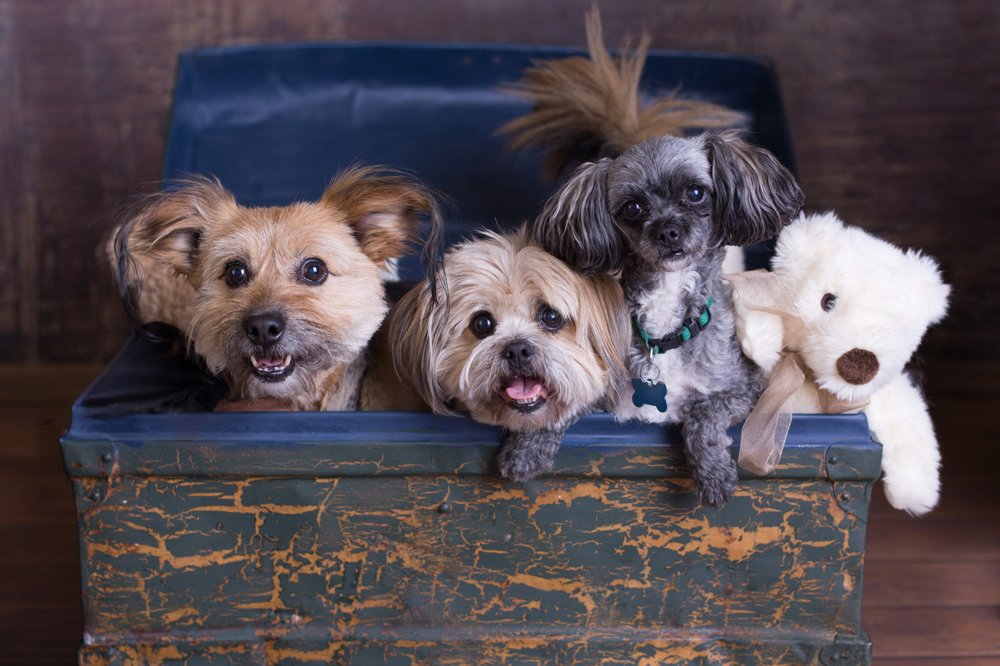 ELLERSLIE PET HOSPITAL Updated May 2024 27 Reviews 2943 Ellwood