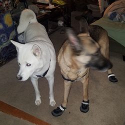 Pick-n-Pull - Pup in shoes! Safety first.