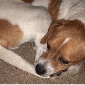 PR's Heavenly Bridge - Pet Cremation Services Near Me - Fort Worth, Texas PR's Heavenly Bridge - Pet Cremation Services Near Me - Fort Worth, Texas