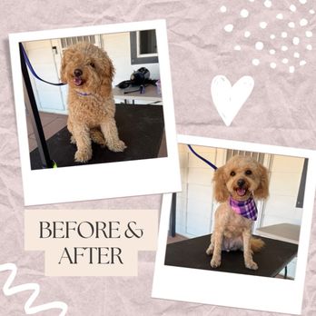 Aussome Paw Spa - Pet Groomers Near Me Aussome Paw Spa - Pet Groomers Near Me