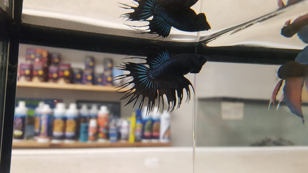 ZOO PET CENTER Updated October 2024 828 A Washington St, Peekskill