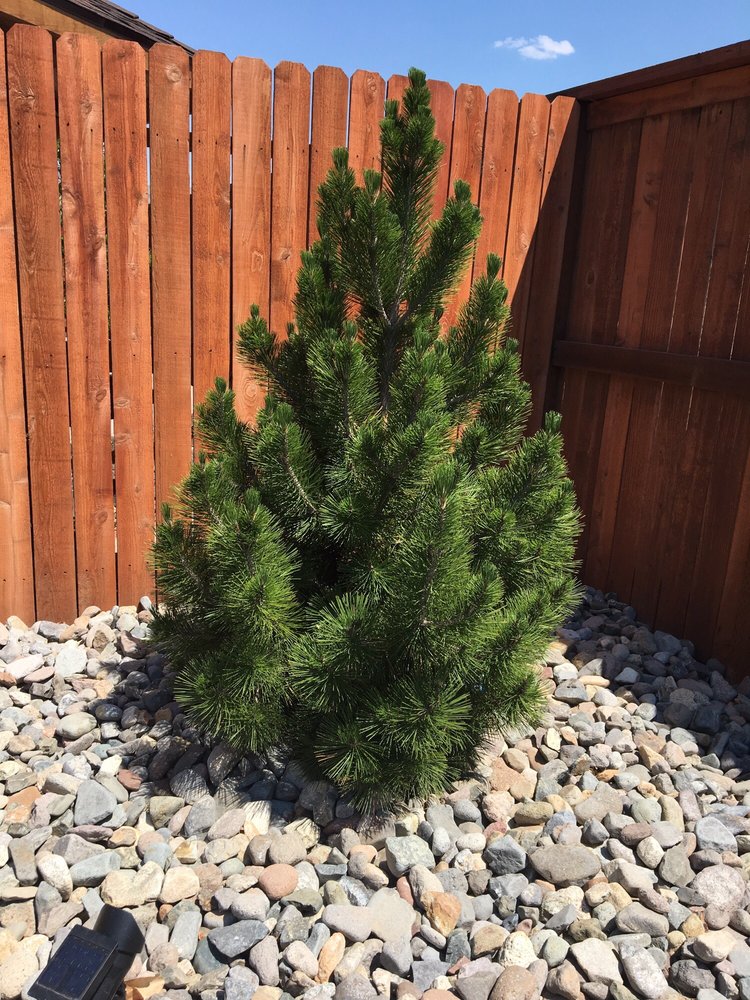 VIRGINIA HOUSE NURSERY & ROCK CLOSED 21 Photos 1350 Geiger Grade