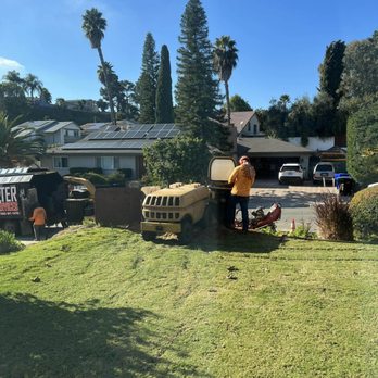 Master Tree Services - Palm trees being ground down - Tree Services Near Me