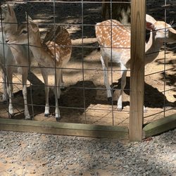 Gators & Friends - Deer