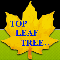 Top Leaf Tree - tree service in Raymond, ME