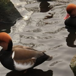 WWT Martin Mere Wetland Centre