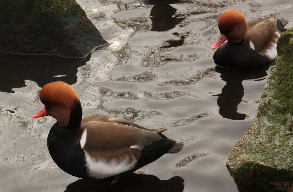 WWT Martin Mere Wetland Centre