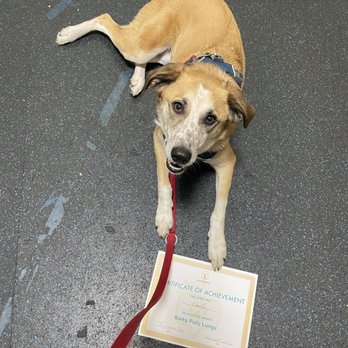 Primepaw - Charlie graduated from his PrimePaw class! - Dog Walkers Near Me - San Francisco, California Primepaw - Charlie graduated from his PrimePaw class! - Dog Walkers Near Me - San Francisco, California