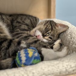 Midcoast Humane